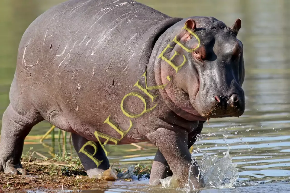 hippo1.webp