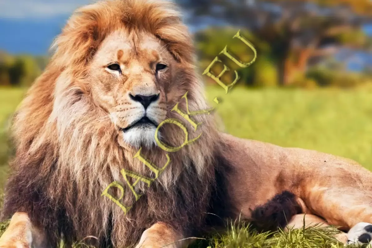 lion-photo6.webp